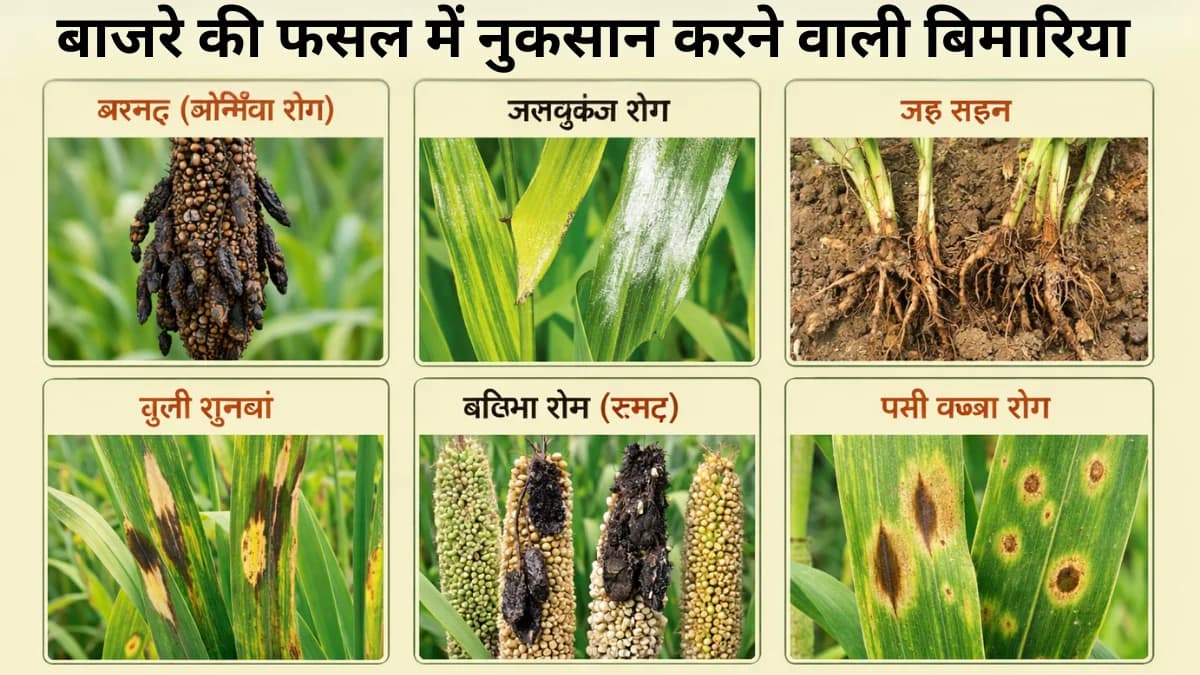 बाजरे की फसल में लगने वाली प्रमुख बीमारियां और उनका नियंत्रण