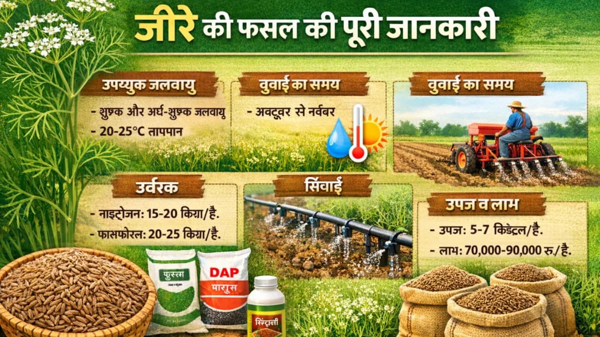 जीरे की खेती की पूरी जानकारी | Cumin Farming Guide