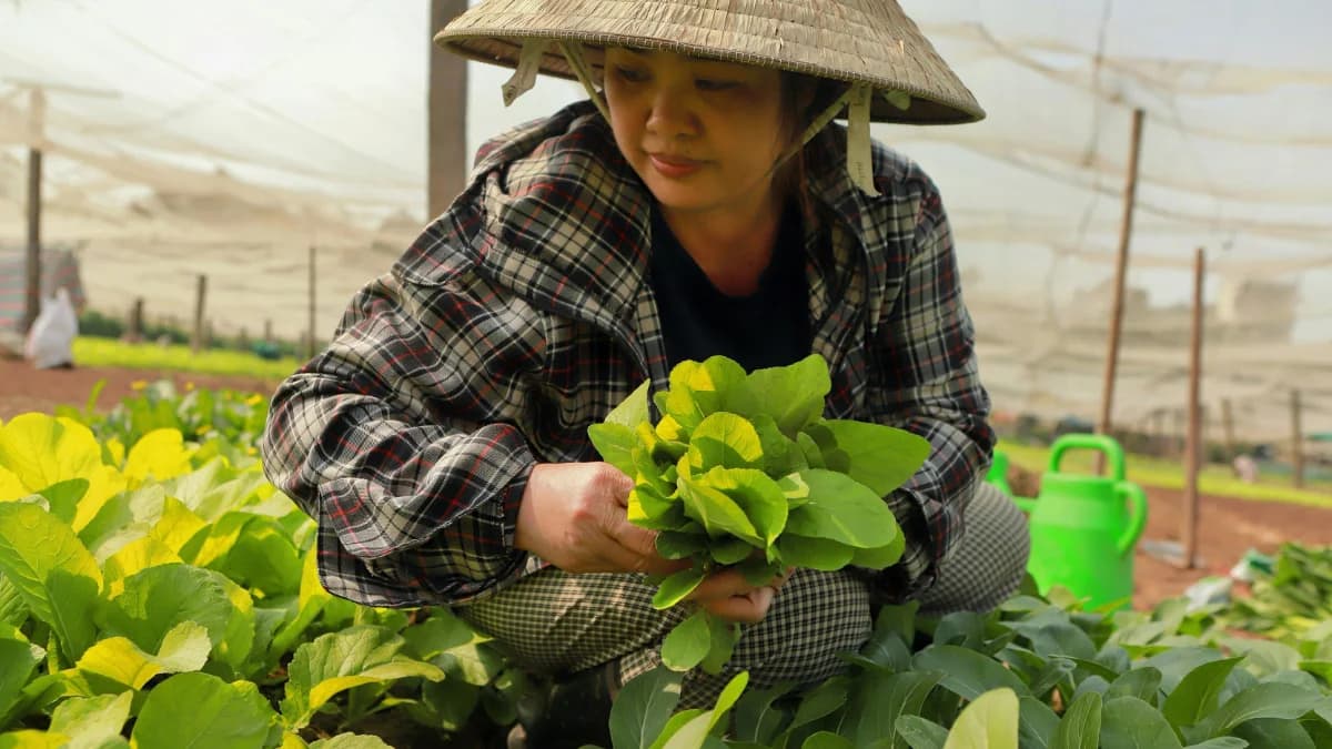 जैविक खाद के फायदे और जैविक खेती की पूरी जानकारी