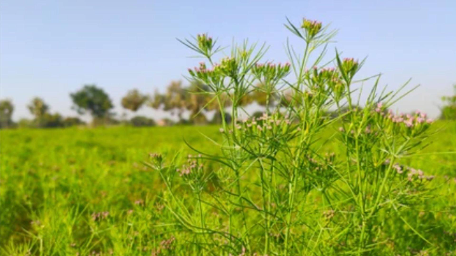 Complete Information on Cumin Crop