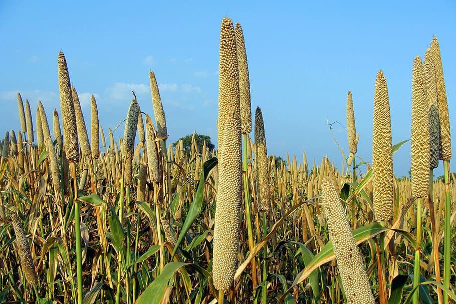 Diseases that Cause Damage to Bajra Crop