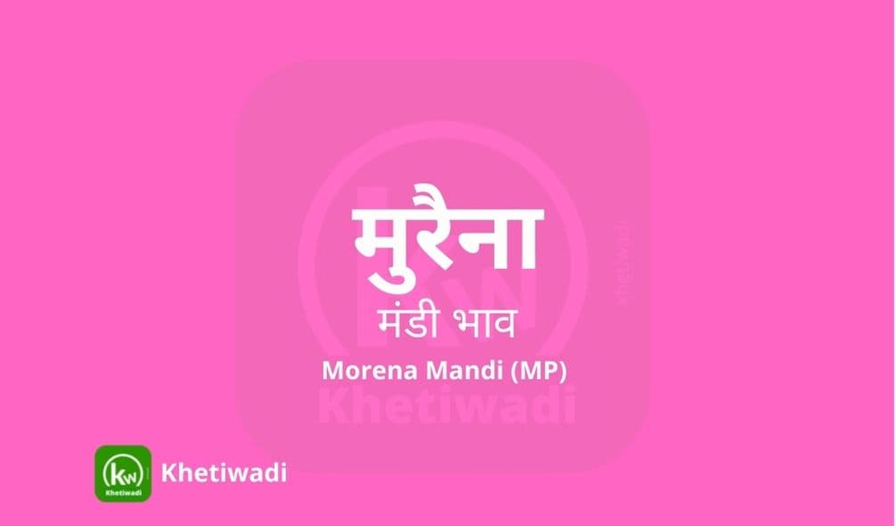 मुरैना मंडी मंडी भाव - Morena Mandi Bhav
