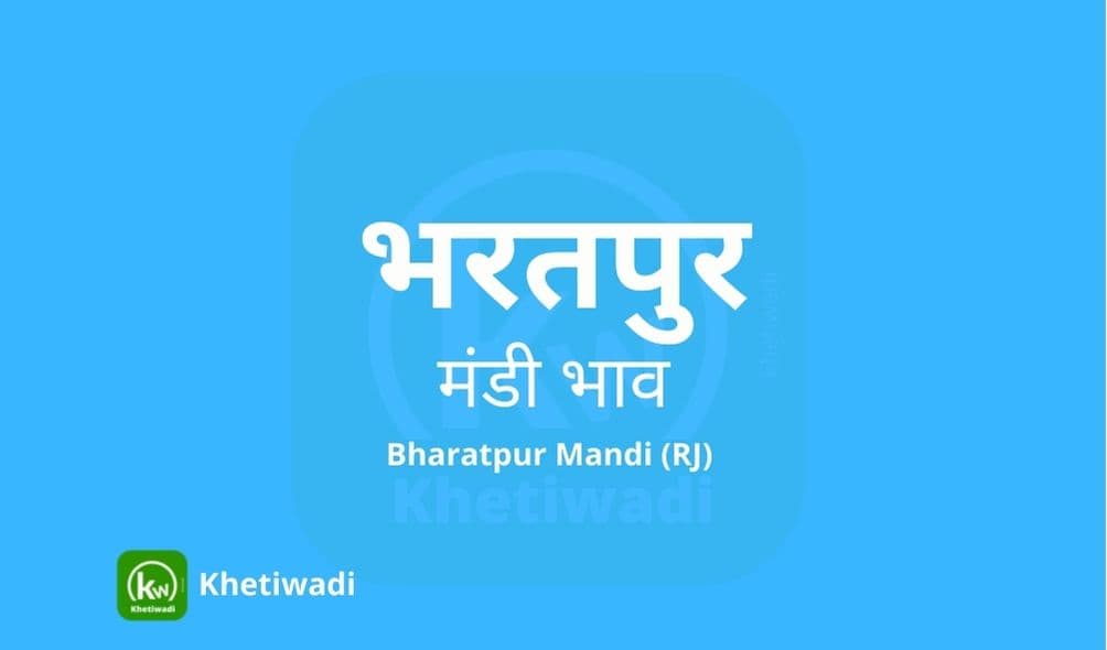 भरतपुर मंडी मंडी भाव - Bharatpur Mandi Bhav