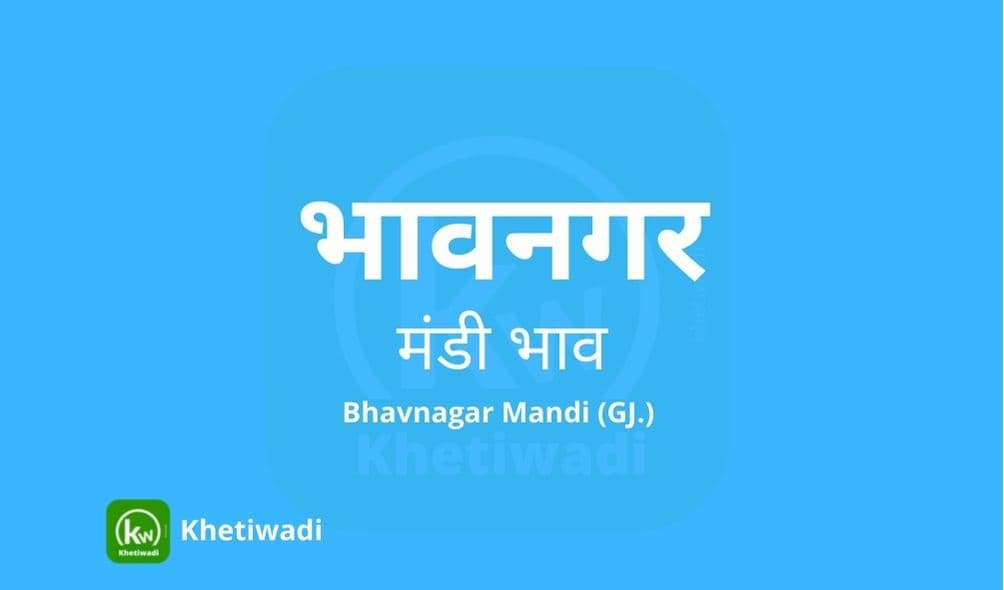 भावनगर मंडी मंडी भाव - Bhavnagar Mandi Bhav