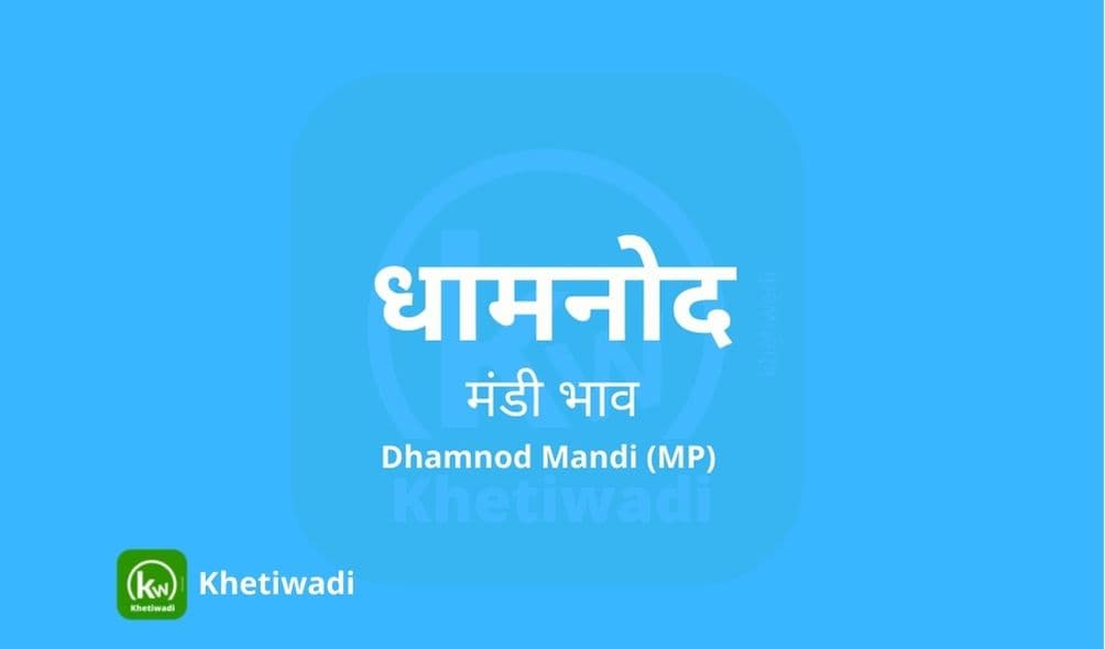 धामनोद मंडी मंडी भाव - Dhamnod Mandi Bhav