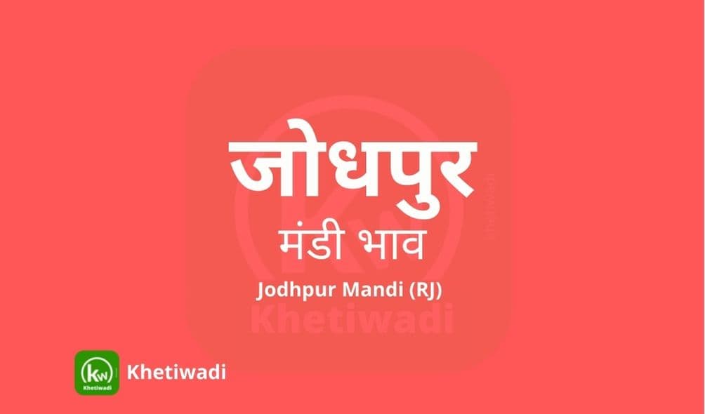 जोधपुर मंडी मंडी भाव - Jodhpur Mandi Bhav