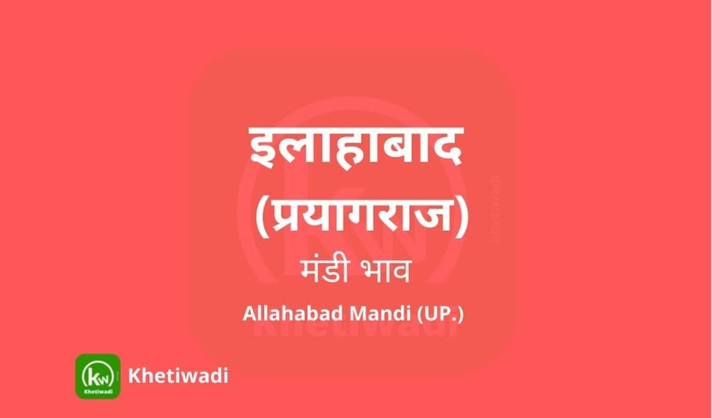 इलाहाबाद मंडी मंडी भाव - Prayagraj Mandi Bhav