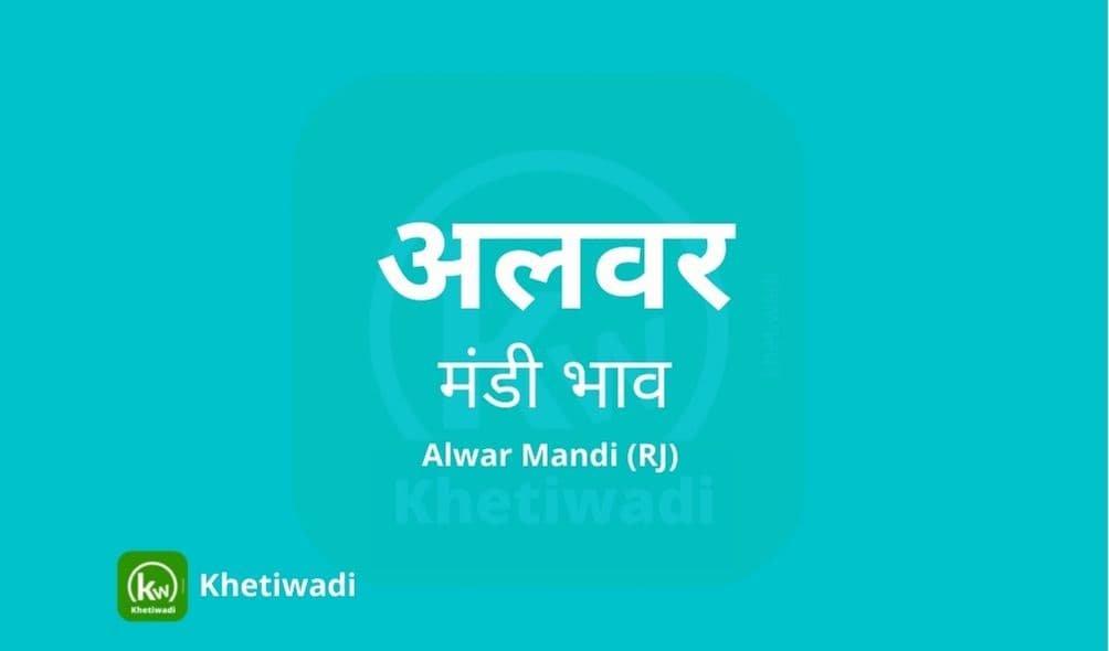 अलवर मंडी मंडी भाव - Alwar Mandi Bhav