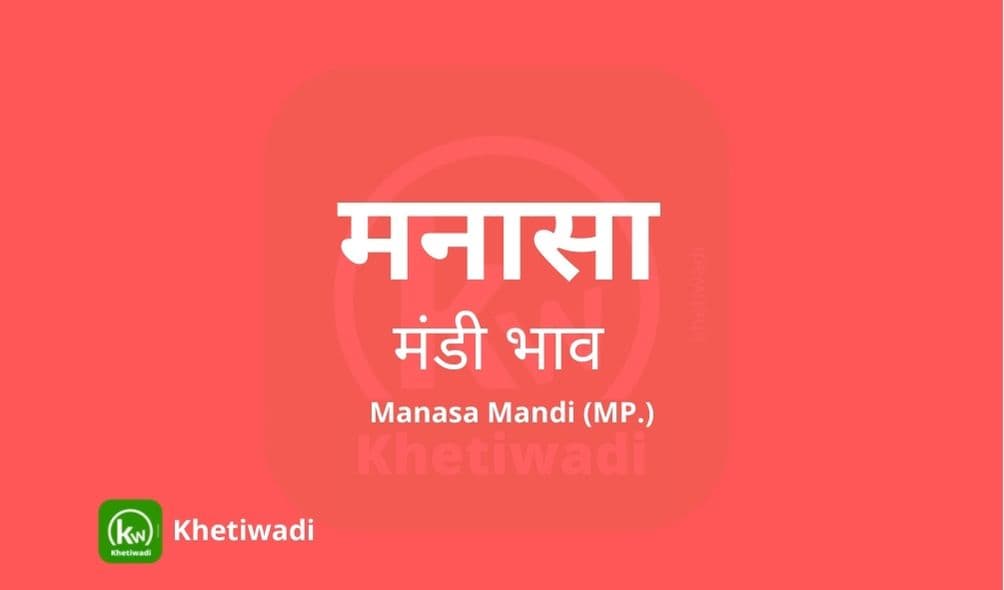 मनासा मंडी मंडी भाव - Manasa Mandi Bhav