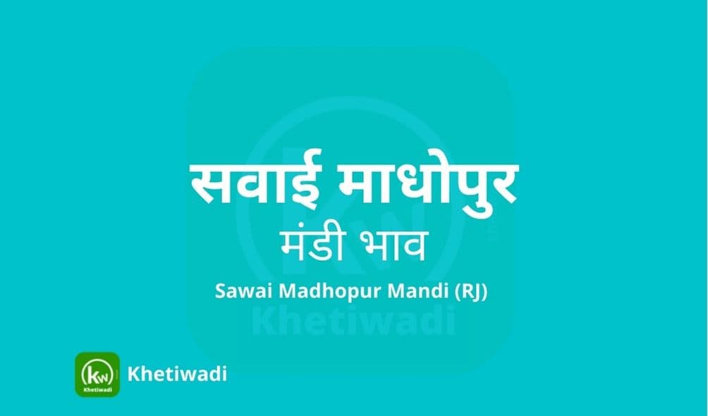 सवाई माधोपुर मंडी मंडी भाव - Sawai Madhopur Mandi Bhav