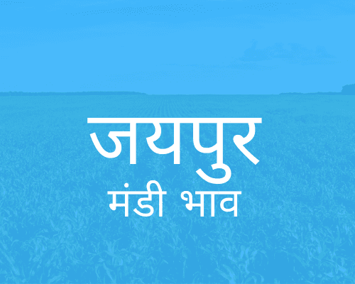 जयपुर मंडी मंडी भाव - Muhana Mandi Jaipur Bhav